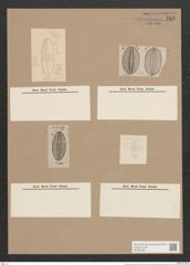Navicula aestiva Donk. (de-Toni-Nr.: Genus 1, Species 309) Zeichnungen Sammlung Grunow Nr. 716 (NHMW-BOT-W0367098)